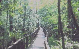 Image from  Hays' Costa Rica Page